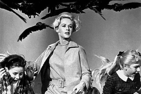 Melanie (Tippi Hedren) og hennes elever blir angrepet av de ondskapsfulle mkene i Alfred Hitchcocks "The Birds".